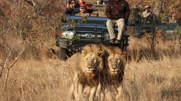Unforgettable moments you can only have in this game reserve
