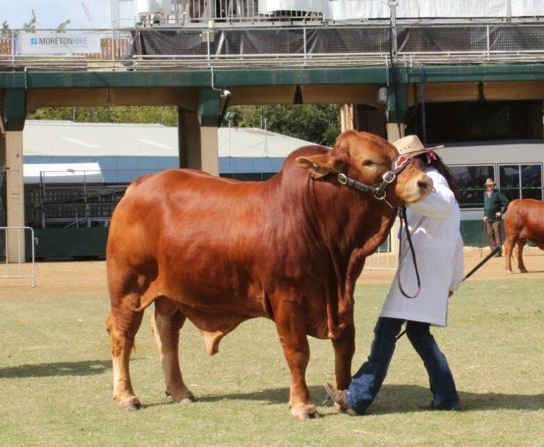 EYE catching: Heitiki Jake placed first in the 20-24 month class at last year's Brisbane EKKA. Heitiki aims for efficient production, low risk, and maximum returns.
