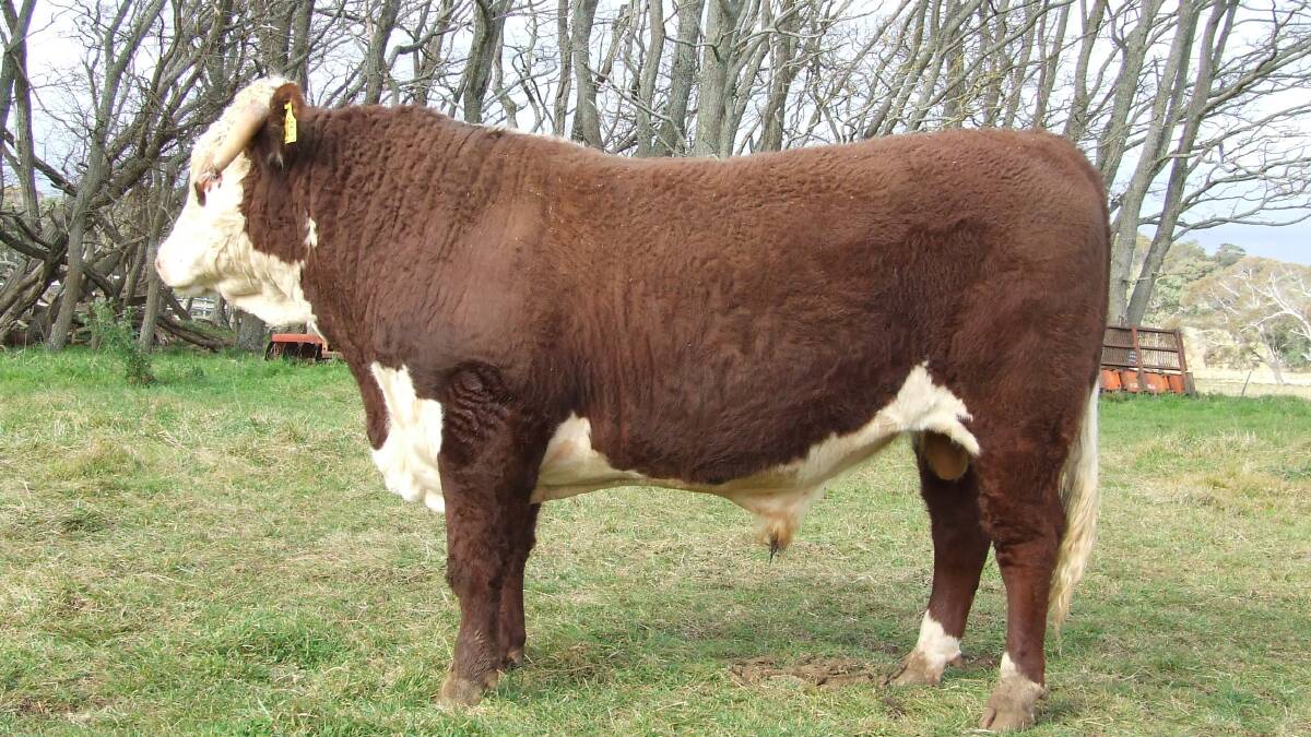 Ready to work: This bull, Foxforth Leeton KFSL118, will be offered for sale as Lot 24 at the 72nd Glen Innes Bull Show & Sale held on July 27 and 28.