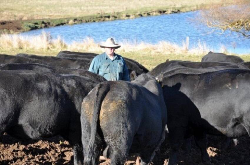 Bald Blair Angus: Sam White with some of the sale bulls that will make up the draft of 70 offered at the Bald Blair Angus Stud's 45th on-farm sale.