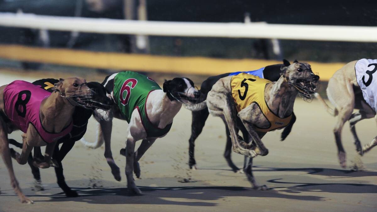 NO BACKBONE: Aside from Barwon MP Kevin Humphries, the greyhound industry says the support from local National politicians has been non-existent. Photo: Graham Tidy