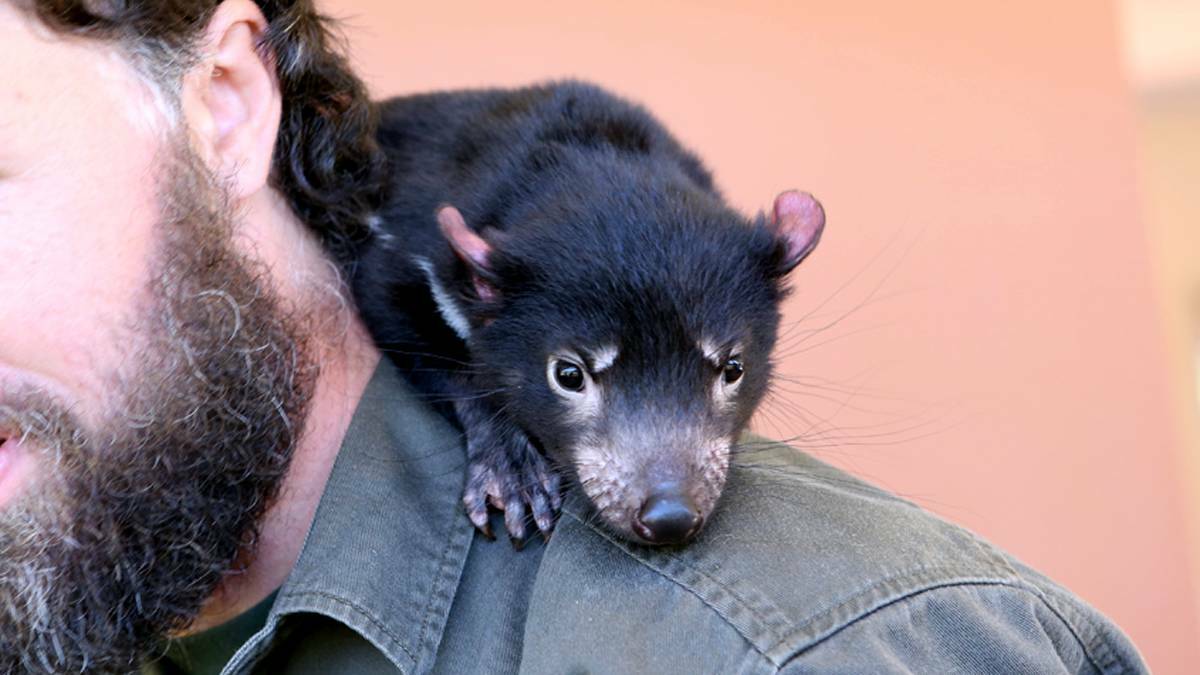 One of the Tasmanian Devils at the Barrington Tops centre. photo: Carl Muxlow