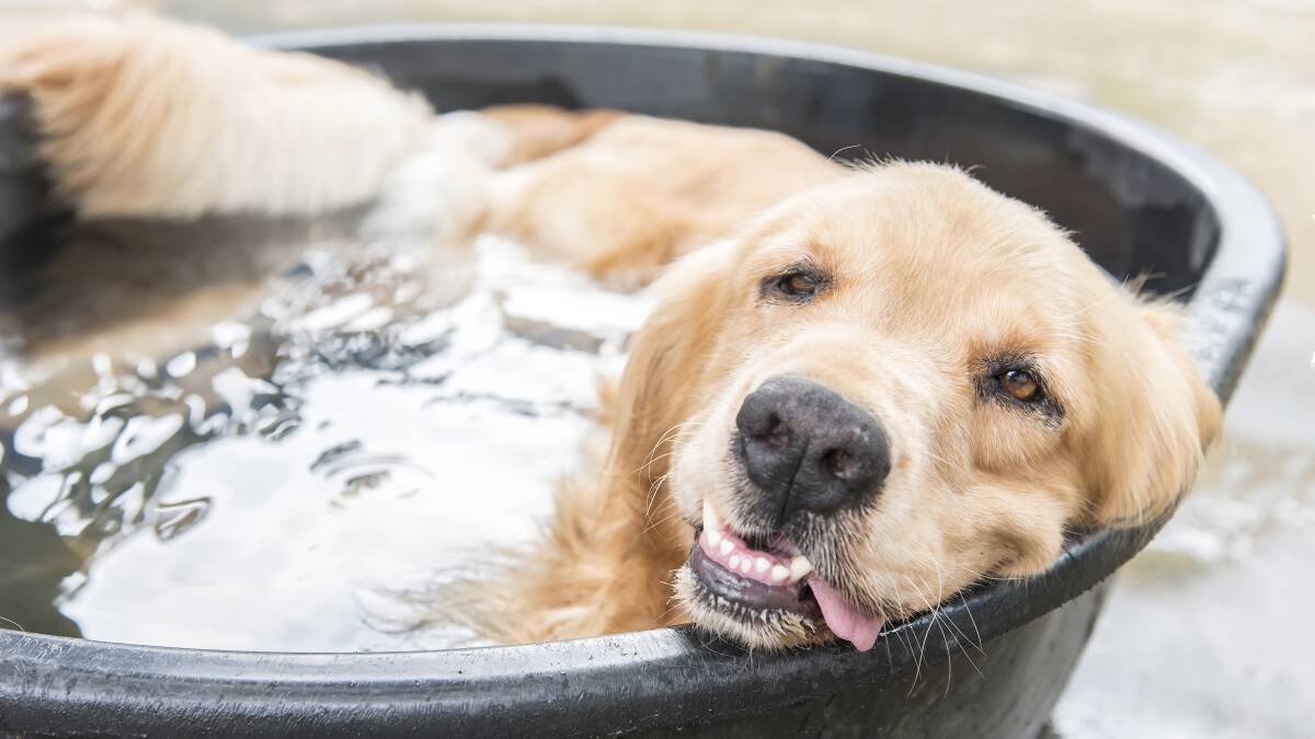 LAPPING IT UP: A clam shell pool in the shade filled with water provides somewhere for a dog to wade in the water to keep cool. (But remember to be pool safe if there are children around.) Also try wetting your pet's feet.
