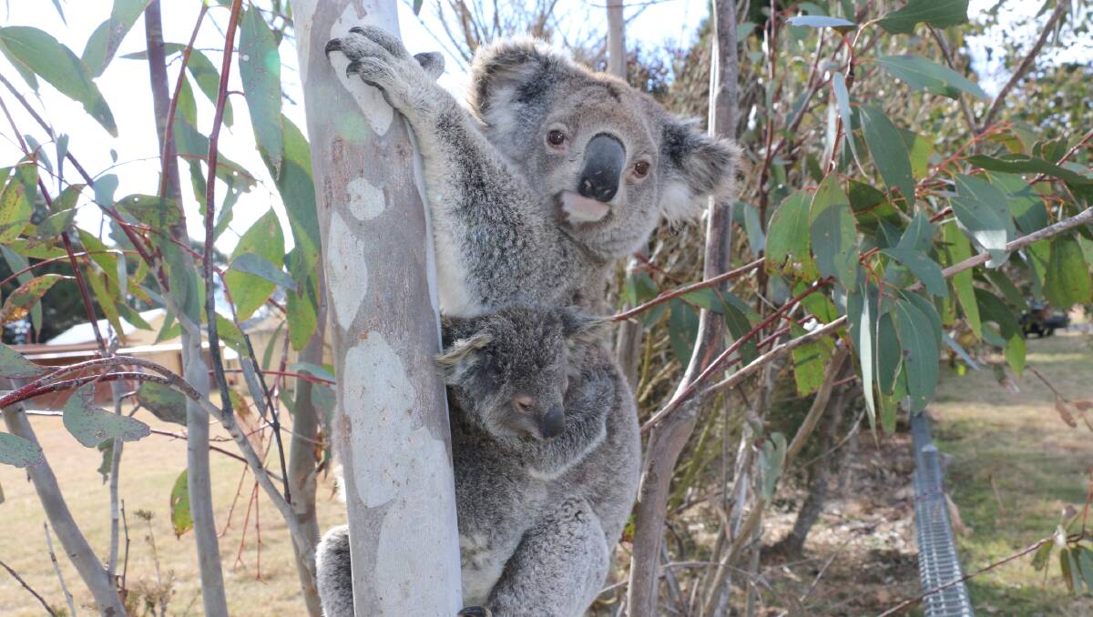 MUM AND BUB: Researchers say the cooler temperatures of the Northern Tablelands looks good to these cuddle marsupials. 