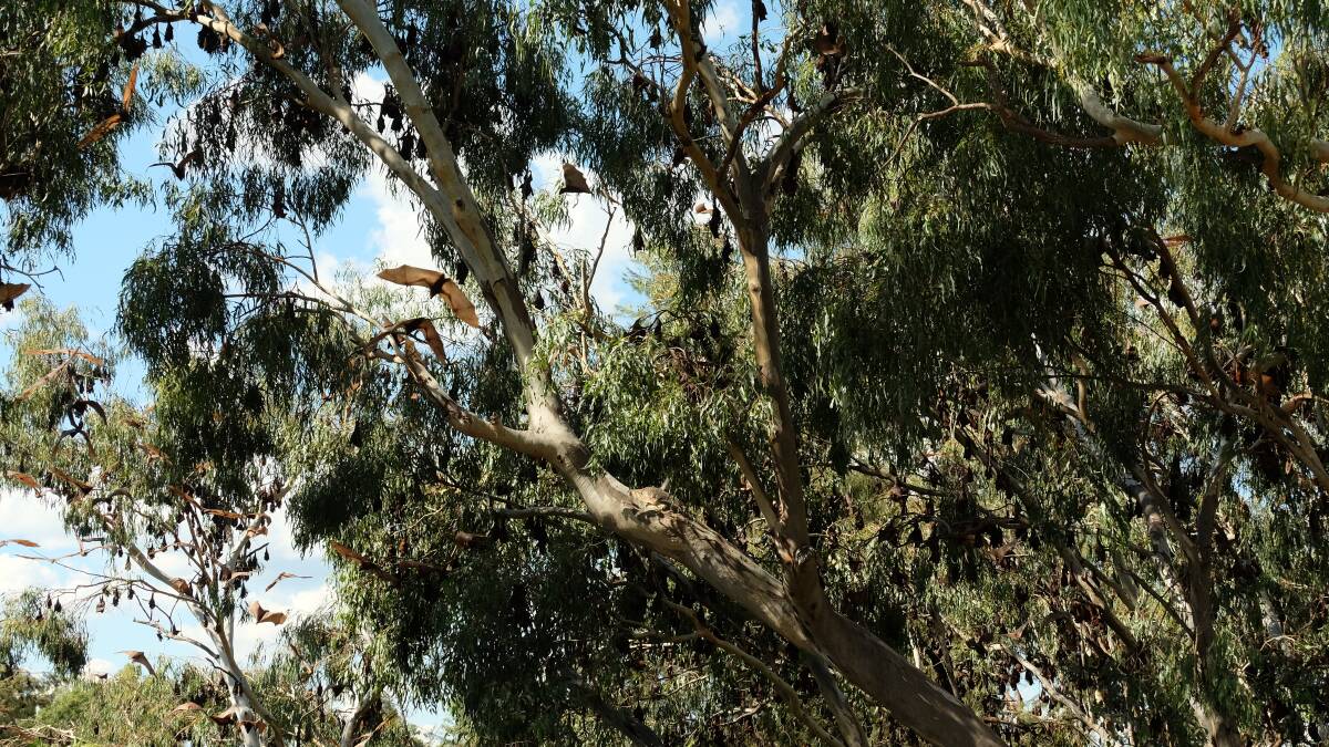 IN FLIGHT: Residents say the large, flying foxes are unusually active during the daylight hours this year.