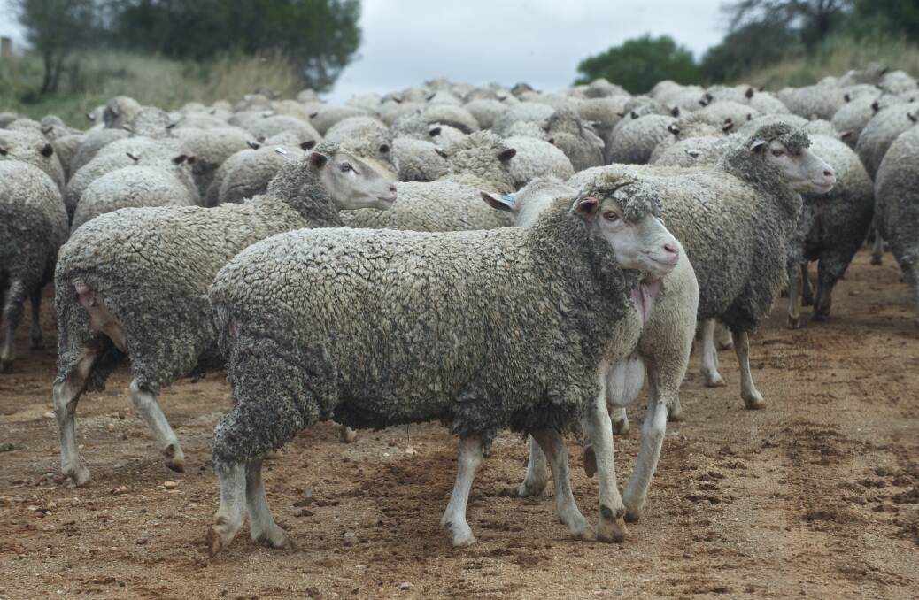 Merino sheep are some of the stock identified as stolen in the Inverell district. Photo: Getty