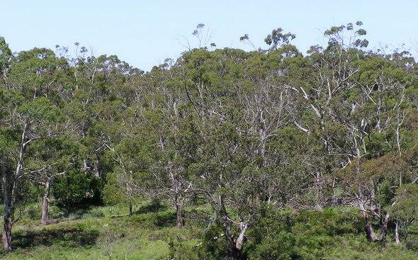CONCERNS: A North West producer has been vocal with his concerns about imminent changes to the Biodiversity Conservation and Local Land Services Amendment. 
