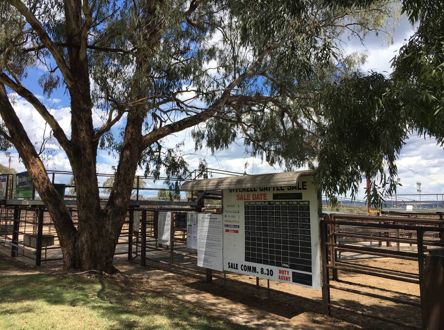 RLX: Inverell's sale yards are to be upgraded to include a covered soft floored selling area. Photo: Heidi Gibson