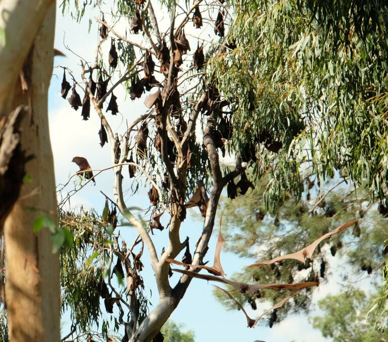 Clean-up: Flying foxes hang from a Yetman tree in July. 