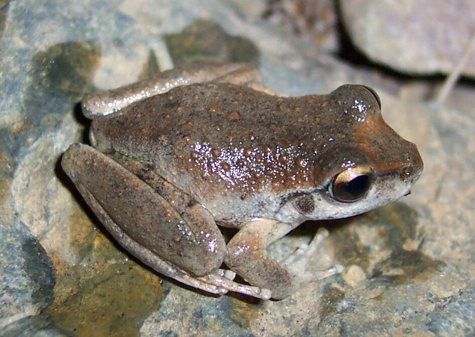 Disappearing: The Booroolong frog was once the most common frog living in streams around the Northern Tableland streams. The species is now in decline. 