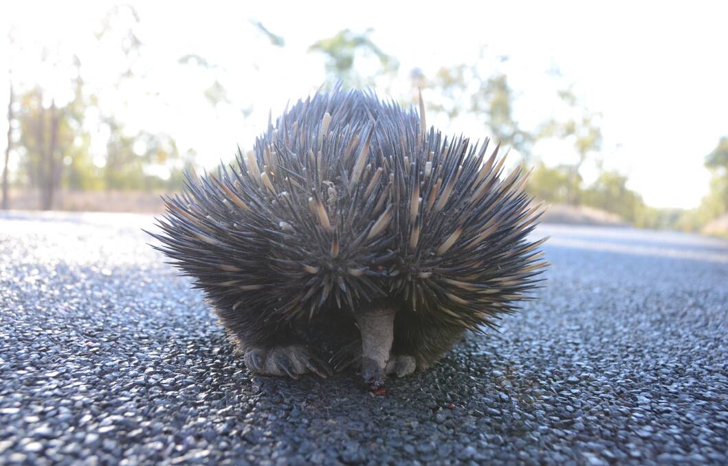 Watch out for these little pedestrians on the Aussie roads. 