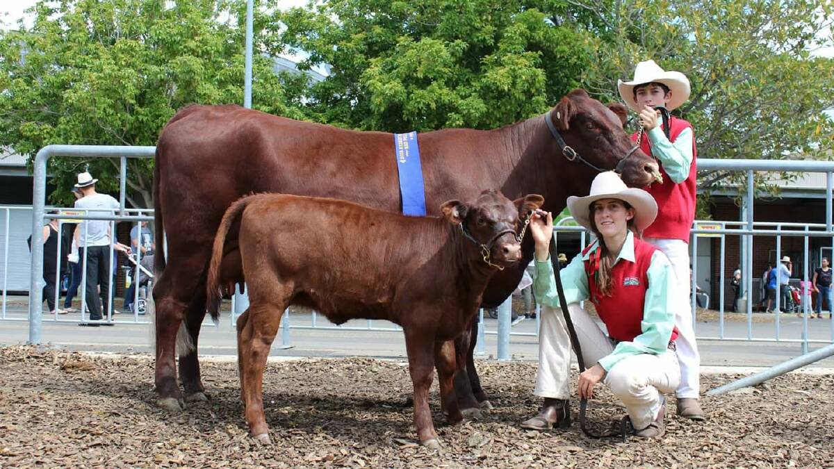 Cameron Jones holds his award-winning Red Poll Jalabee Ella with his sister Krystal Cagney, holding calf Lady Annabella. Photo contributed. 