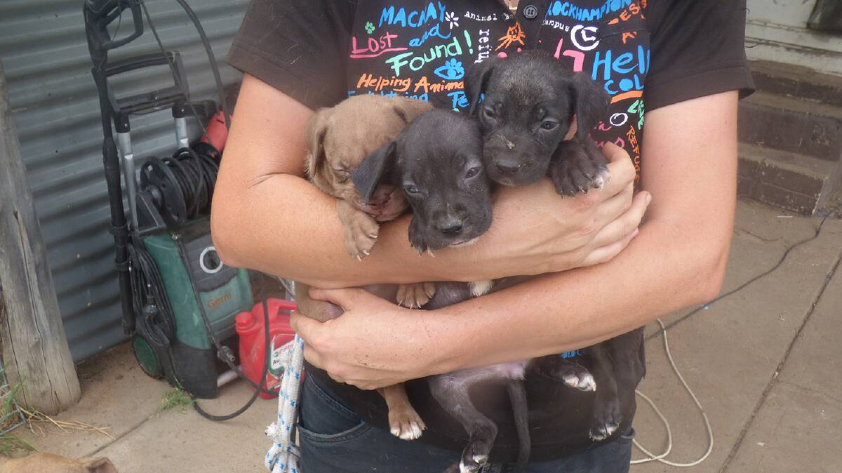 An RSPCA officer carries out a number of pups. Photo courtesy of the RSPCA QLD.