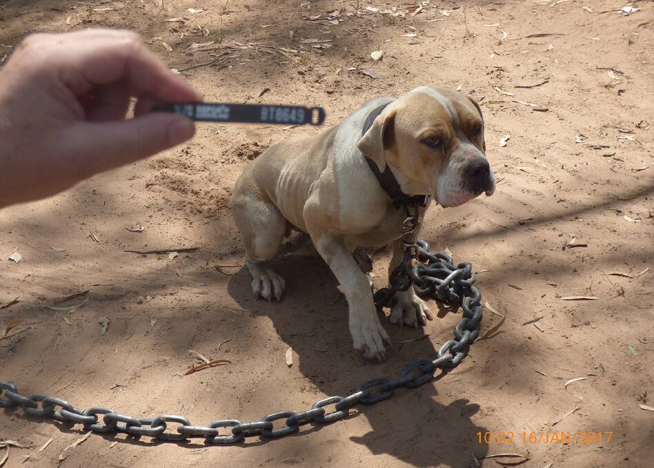 One of the undernourished dogs, on the end of a heavy chain. Photo courtesy of the RSPCA QLD.