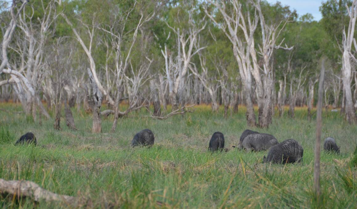 Fferal pigs feed on the flood plains of western Cape York after the wet season. Pic by Brian Ross Balkanu.