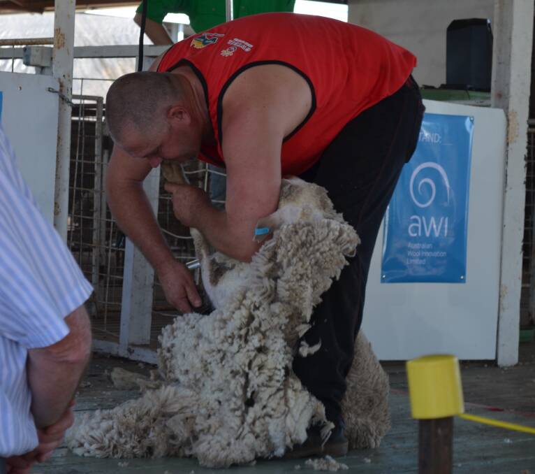 Quality fleece: Warialda's Richard Trigger shearing for the wool handling.
