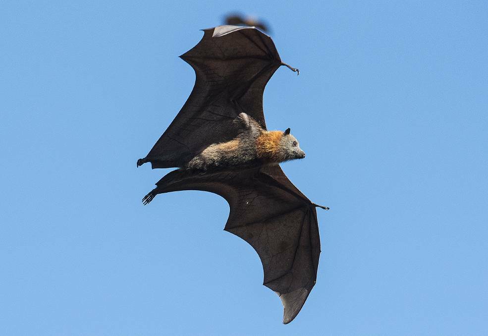 TAKING FLIGHT: Tamworth MP Kevin Anderson has called for some huge changes around flying fox management in Tamworth. Photo Peter Hardin: 300517PHD028