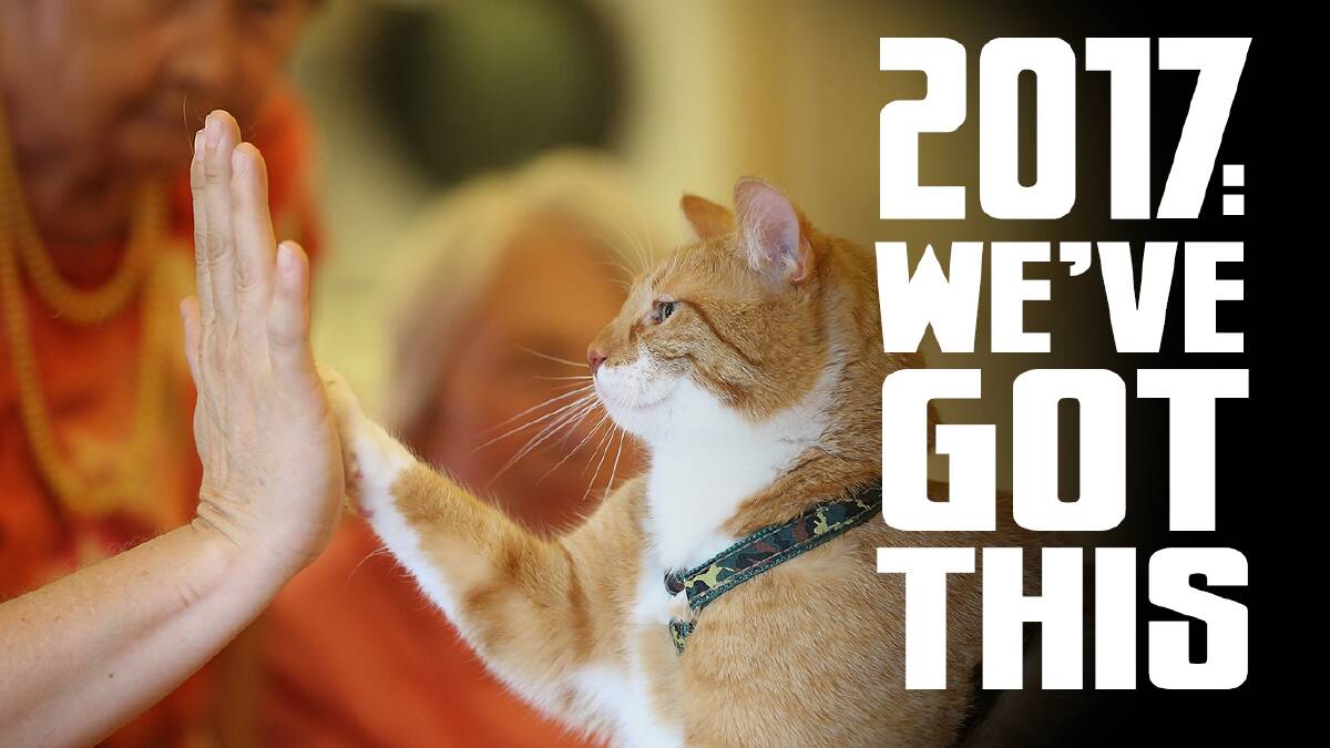 How to make a New Year’s resolution stick (as explained by cat gifs)