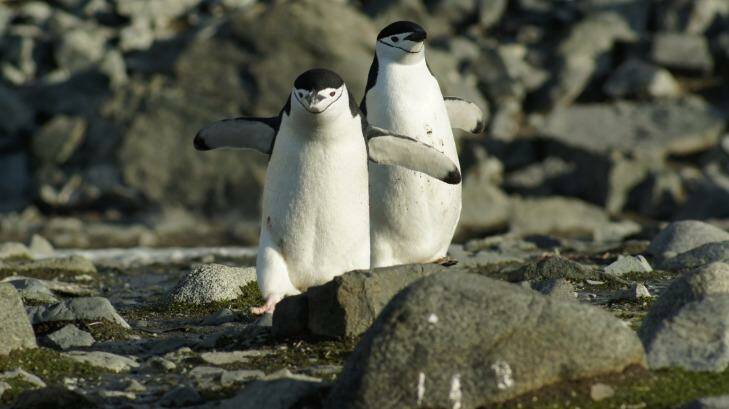 Chinstrap penguins. Photo: Craig Platt