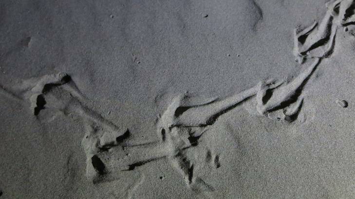Kiwi tracks in the sand. Photo: Rob McFarland