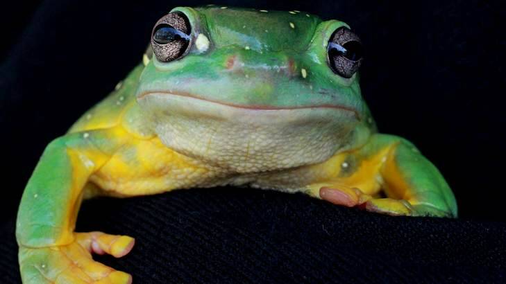 Champ: Spotty the Magnificent Tree Frog. Photo: Ben Rushton
