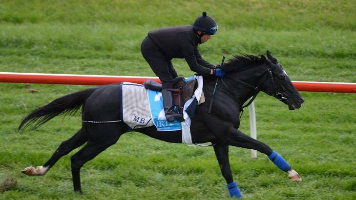 Dandino has been given a weight of 56.5kg for the Melbourne Cup Photo: Pat Scala