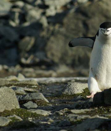 Chinstrap penguins. Photo: Craig Platt