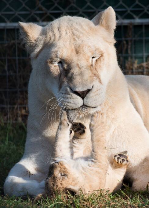 Proud mum Snow with one of her new babies, born just over a month ago at Mogo Zoo.