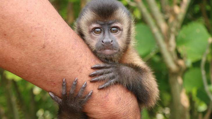 Young capuchin monkey orphaned by poachers and now a pet. Photo: Louise Southerden