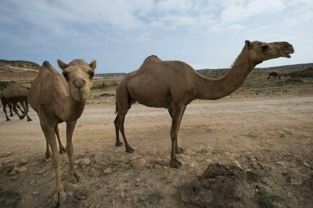 Old ways: Camels grazing beside the estuary below Sumhuram. Photo: Tony Amos
