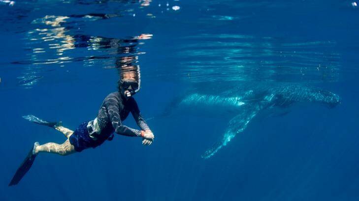 Otherworldly: Swimming with whales at Ningaloo Reef. Photo: Rory Hodgkinson