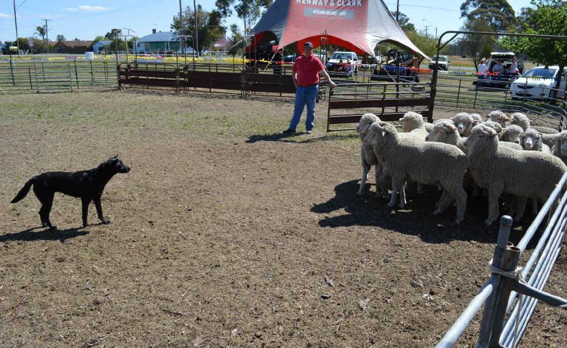 Pictorial of the dogs in action at the Delungra Yard Dog Trials