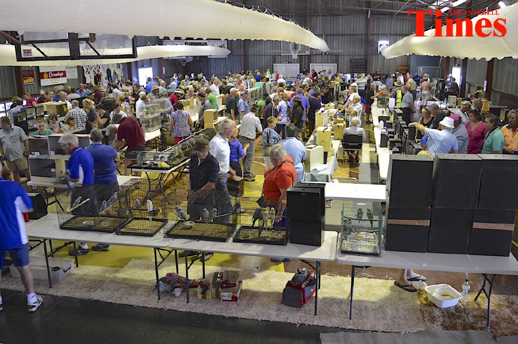 Photos from the Bird Sale on Saturday