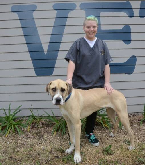 LOVE BEING AROUND ANIMALS: Kara Gleeson spent the work experience week at Gowrie Vet Clinic.