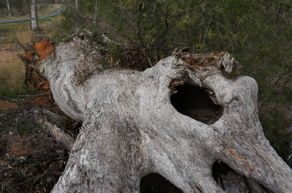 An old-growth tree with hollows that was felled in the clearing.