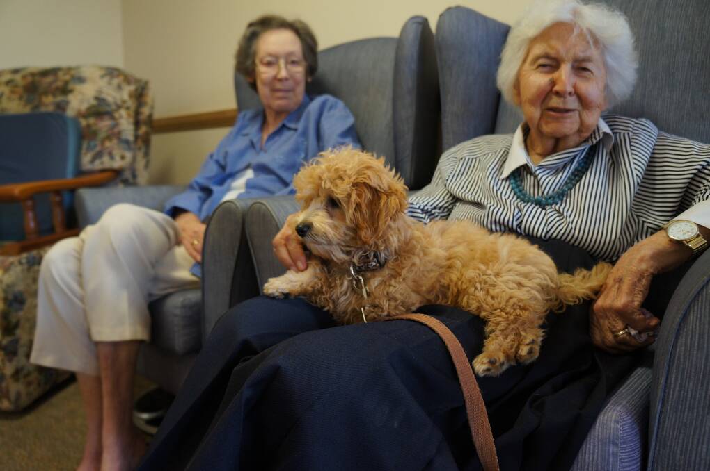 Noodles sits comfortably with Naroo resident Ivy Barnett with another of his fans, Susan Holmes.