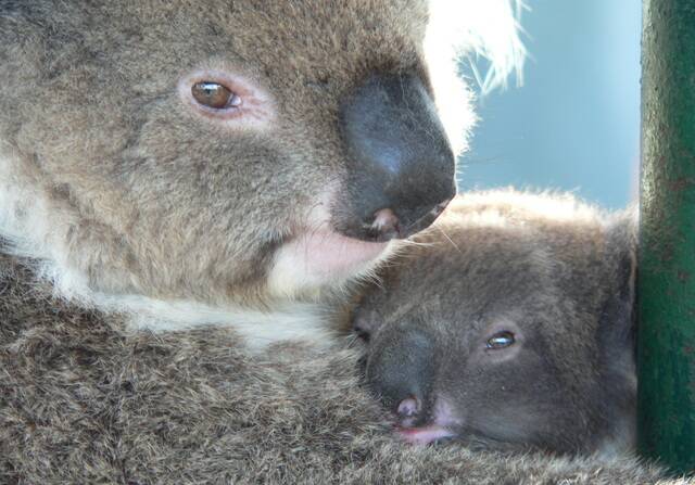 Local Koala population facing extinction