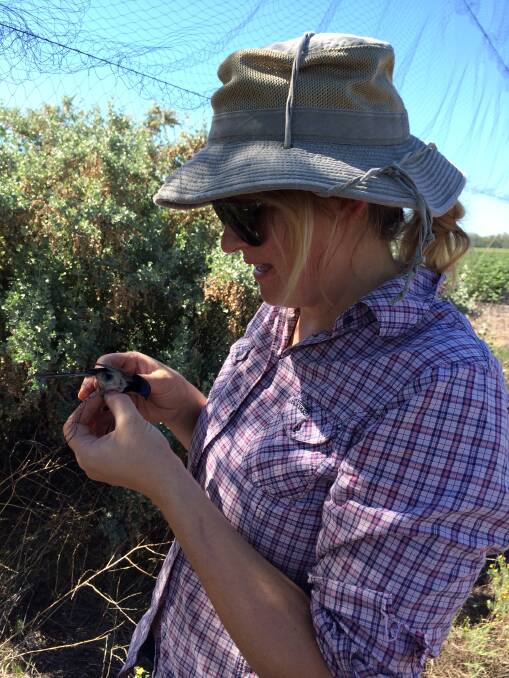 Heidi Kolkert examines the health of a wren.