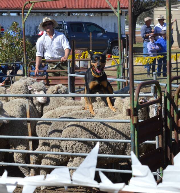ON TRIAL: Damien Mepham from Gurley with his dog Chase at the Delungra Yard Dog Trial on Sunday.