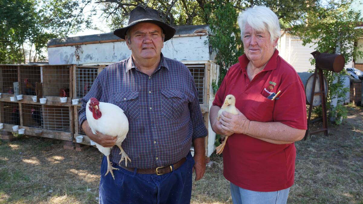 AUCTION: John and Julie D’Este holding a Wyandotte rooster and White Campbell duckling at their Bundarra home.