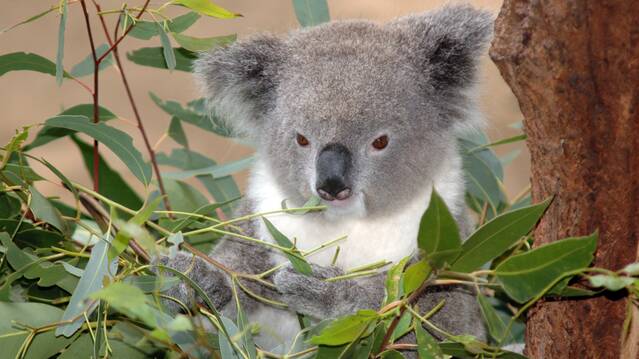 Local Koala population facing extinction