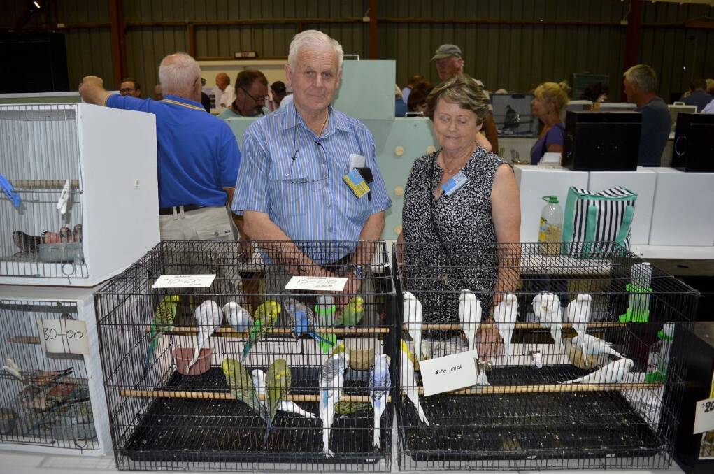 The Inverell Social Birdkeepers Group held their Early Bird Sale at the showground on Saturday. Many locals found their favourite new companion in the wide variety of hand-raised birds for sale.