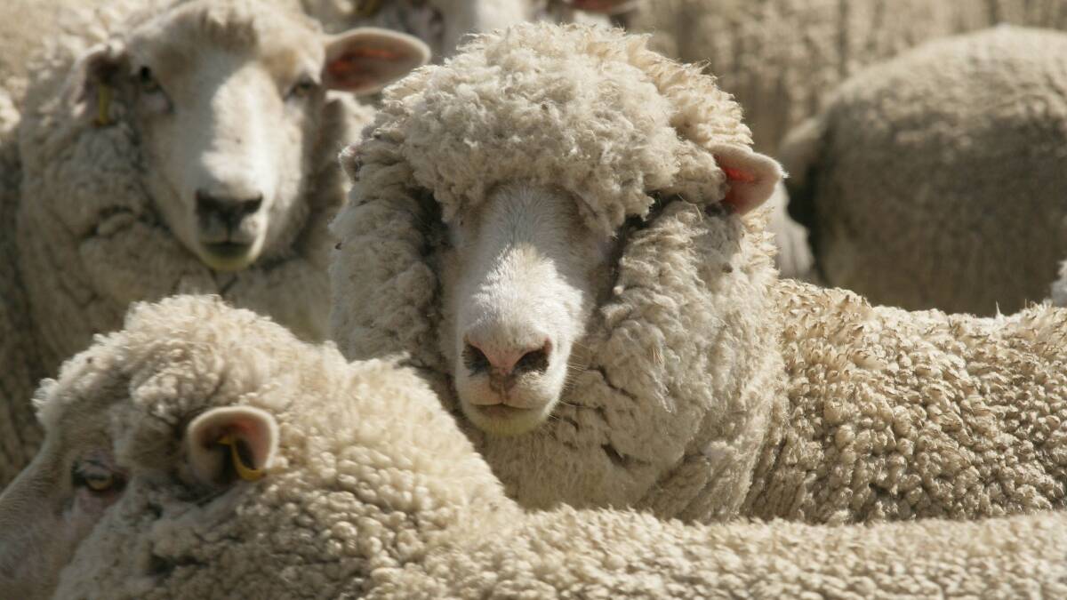 Sheep and lamb saleyard report