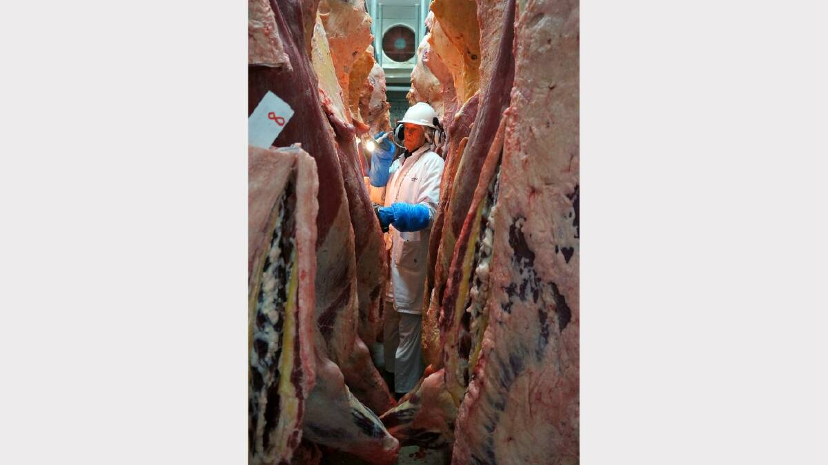 COOL JOB: Veteran Meat Standards Australia grader Steven McGregor going through carcases in the Bindaree chiller rooms.