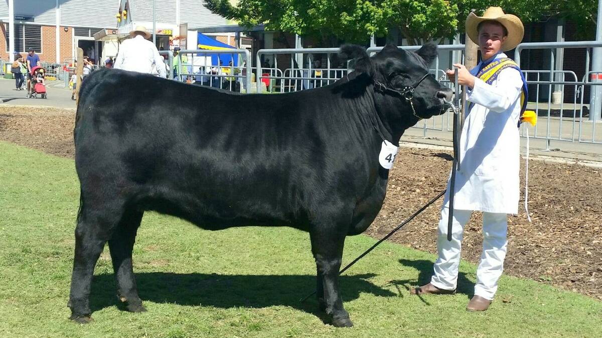 A showy Angus helps Hamish to gold