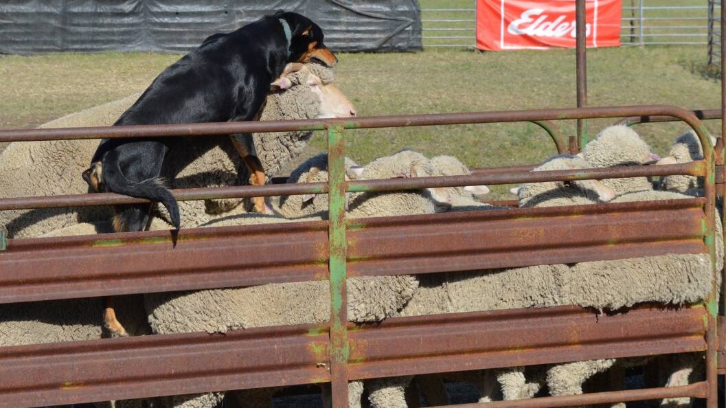 Delungra Yard Dog Trials to feature best on four legs