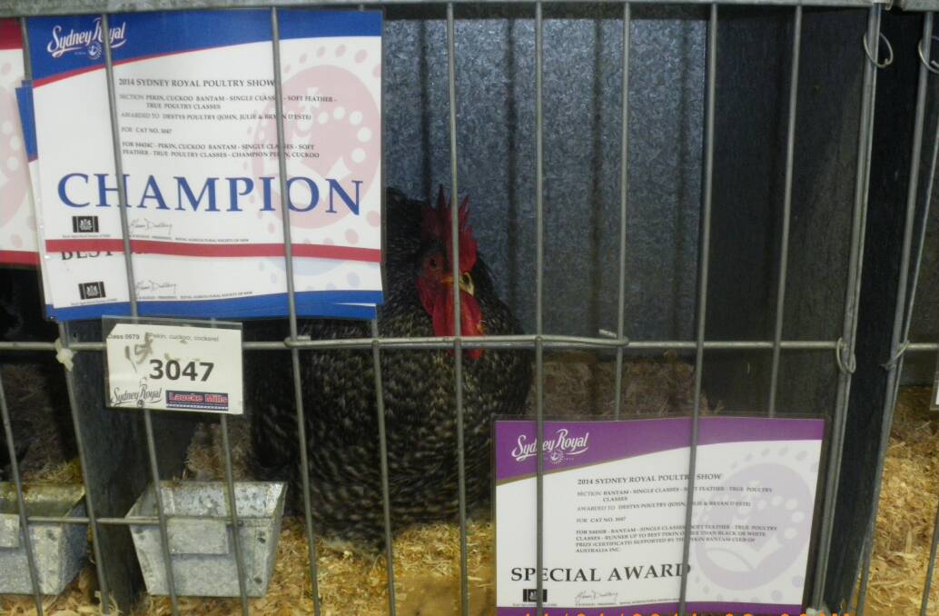 Destys Cuckoo Pekin Bantam took champion and netted a special award