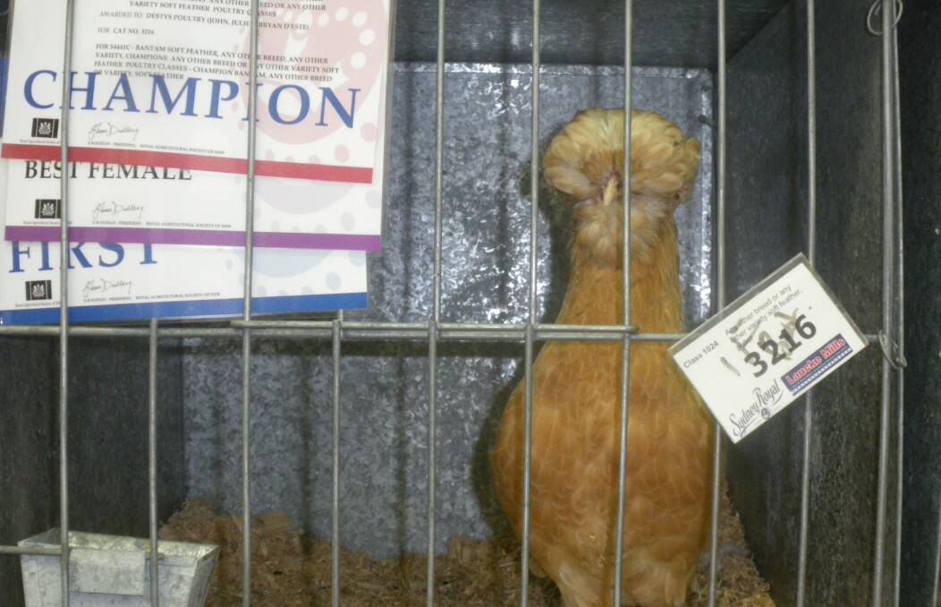 Destys Buff-laced Polish Bantam hen won Champion Bantam, any other breed or variety, soft feather. Photo: J D'Este.