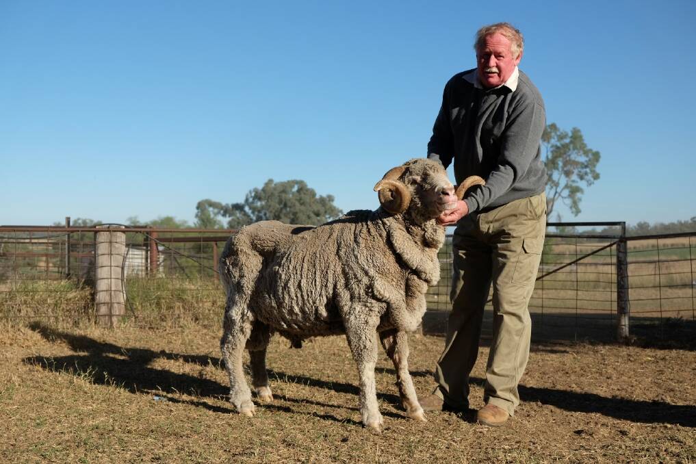 CHAMPION: George, the 2013 National Grand Champion Ram with owner Rod Kent at Kurrajong Park stud.