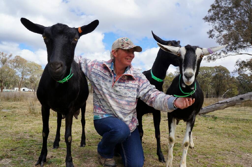 TOP GOATS: Darlene Brown with her Melaan goats Flame, Rose and her winning British Alpine doe Kylie.